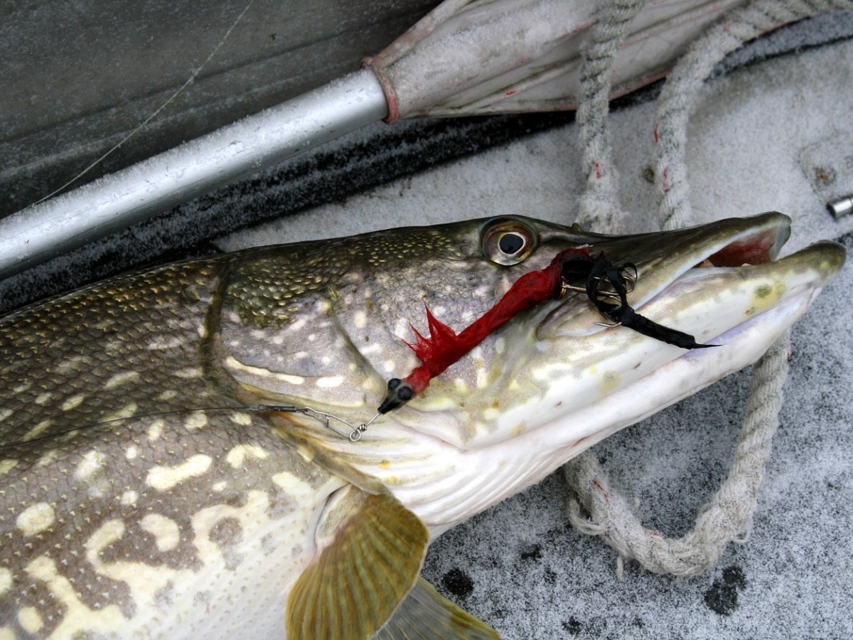 What is the Best Rod and Reel Combo for Northern Pike Fishing?