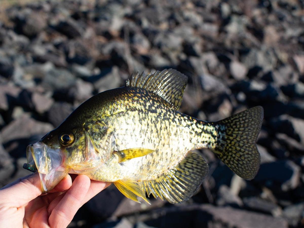 What is the Best Rod for Crappie Fishing?